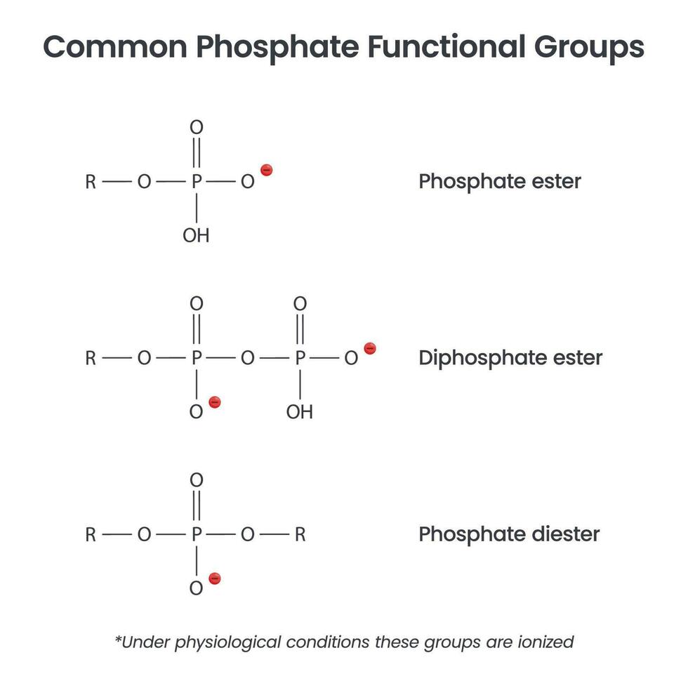 fosfato íon funcional grupos bioquímica vetor infográfico