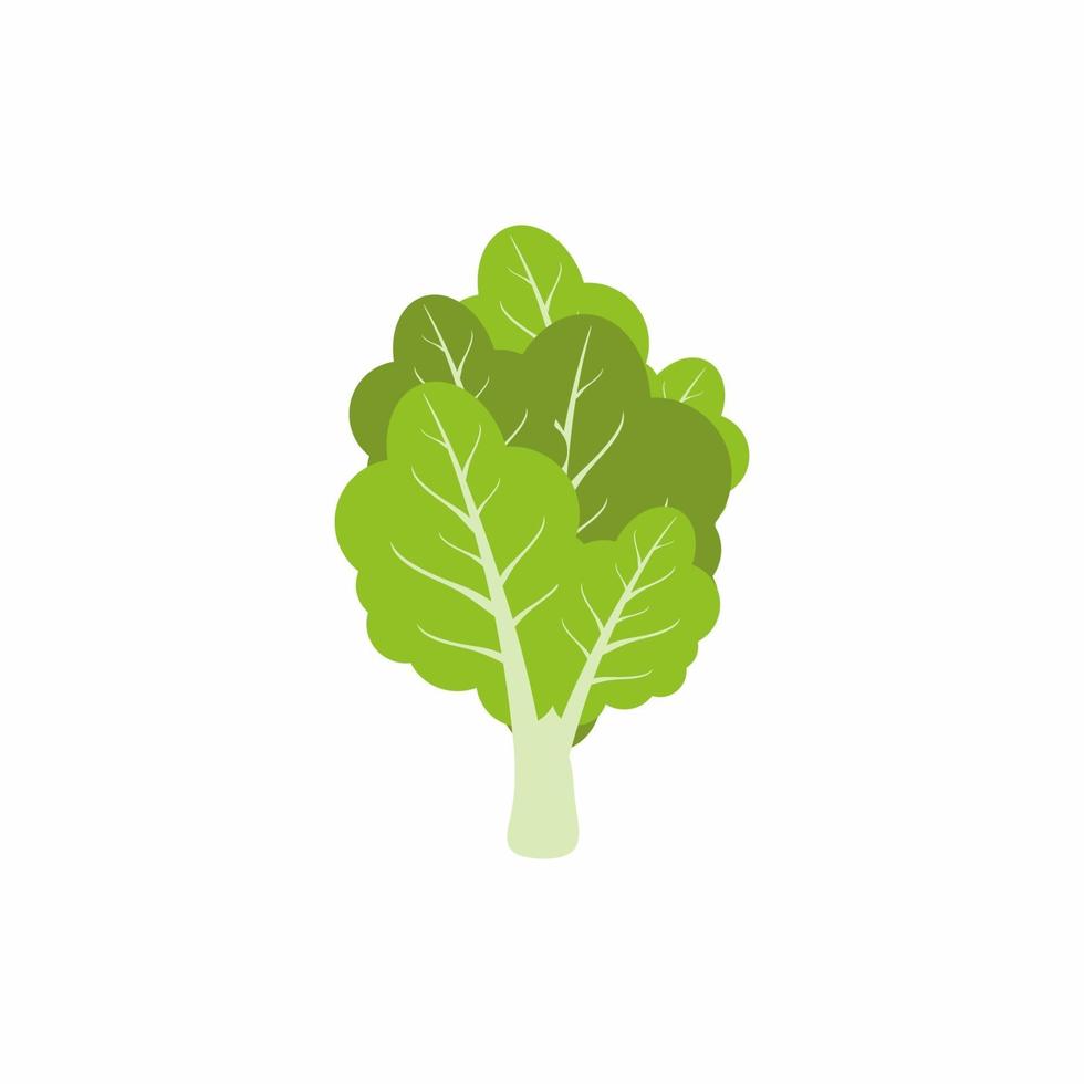 folhas de alface verdes brilhantes. nutrição vegetariana isolada no fundo branco. conceito de vegetais frescos e saudáveis. vetor de estilo cartoon plana para cartaz publicitário de supermercado