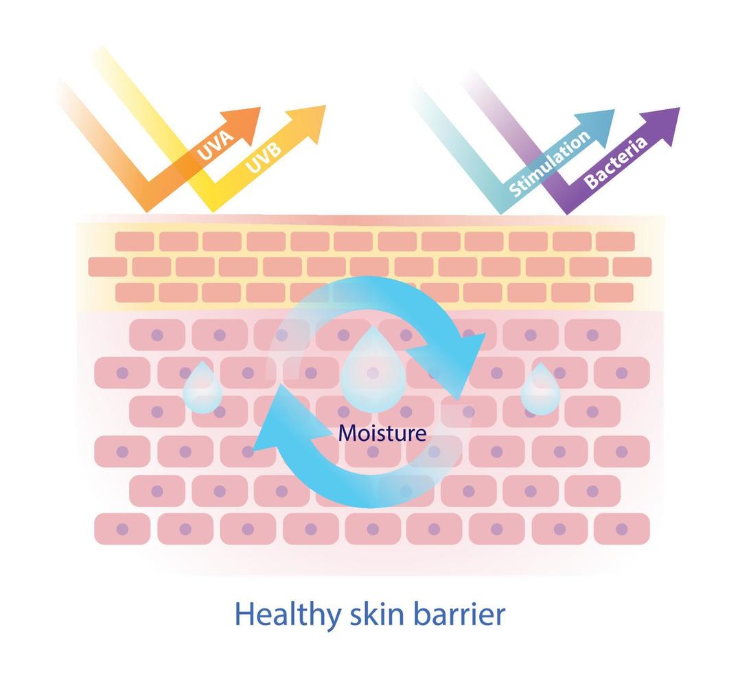 estrutura do saudável pele barreira vetor isolado em branco fundo. a pele barreira proteger pele a partir de desidratação, uva, uvb, estimulação e bactérias. pele Cuidado e beleza conceito ilustração.