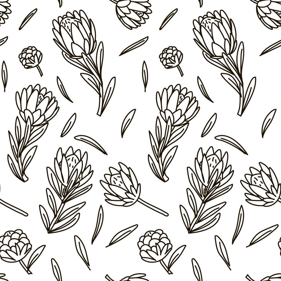 a padronizar do contorno esboços do rei protea é Preto e branco. exótico tropical pintado à mão flores, uma símbolo do sul África. fundo para impressão, têxteis, cartões postais vetor