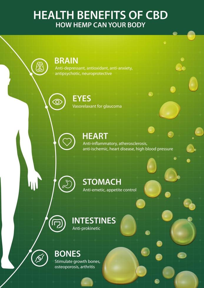 poster vertical verde com infografia dos benefícios do cbd para o seu corpo e a silhueta do corpo humano. benefícios para a saúde do canabidiol cbd de cannabis, cânhamo, maconha, efeito no corpo vetor