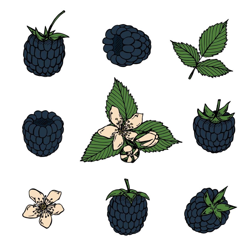 conjunto de vetores de cliparts de blackberry. ícone de mão desenhada baga. ilustração de frutas. para impressão, web, design, decoração, logotipo.