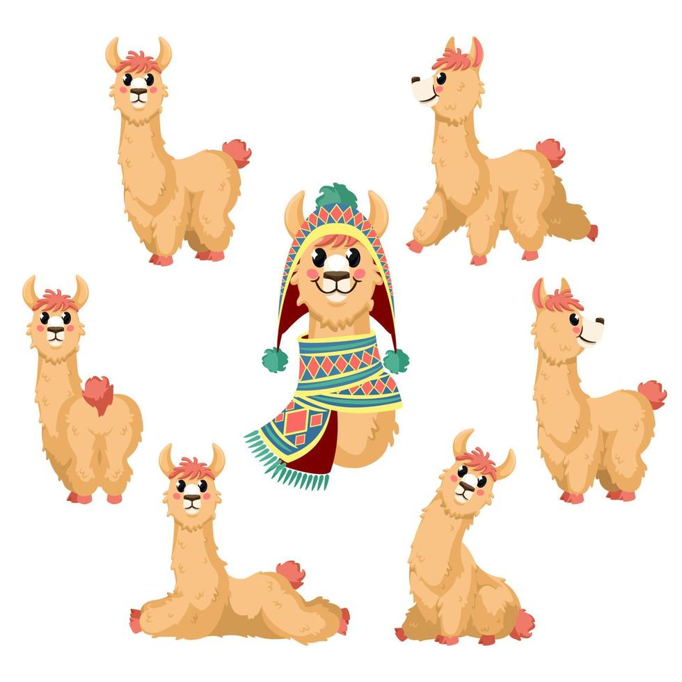 lhama. desenho animado alpaca, lama engraçado animal dentro vários posturas com Chile ou Peru tradicional roupas vetor isolado personagens