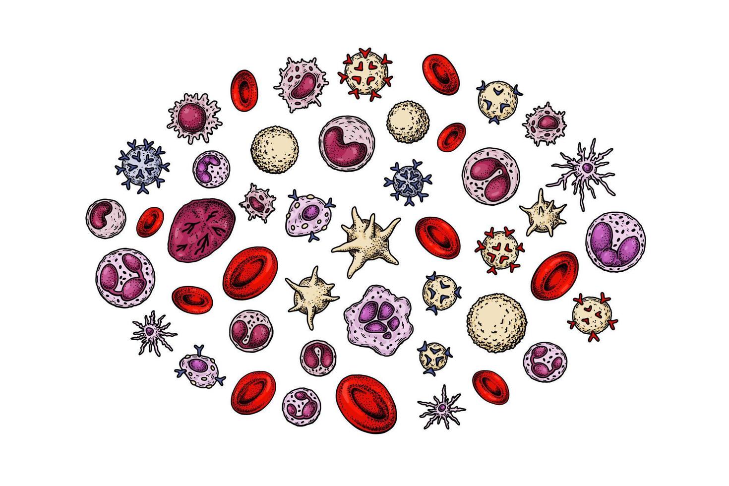 humano sangue vende. remédio científico poster. microbiologia anatomia vetor ilustração dentro esboço estilo
