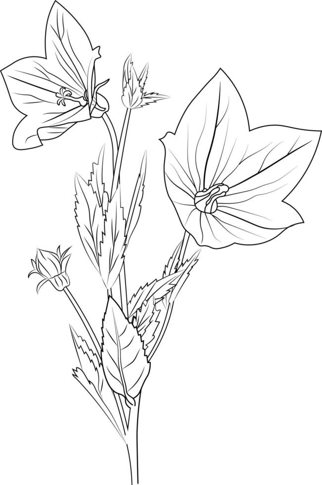 bluebell linha desenho, campânula lápis arte, Preto e branco esboço vetor coloração página e livro para adultos e crianças flores , com folhas mão desenhado gravado tinta ilustração artístico Projeto.