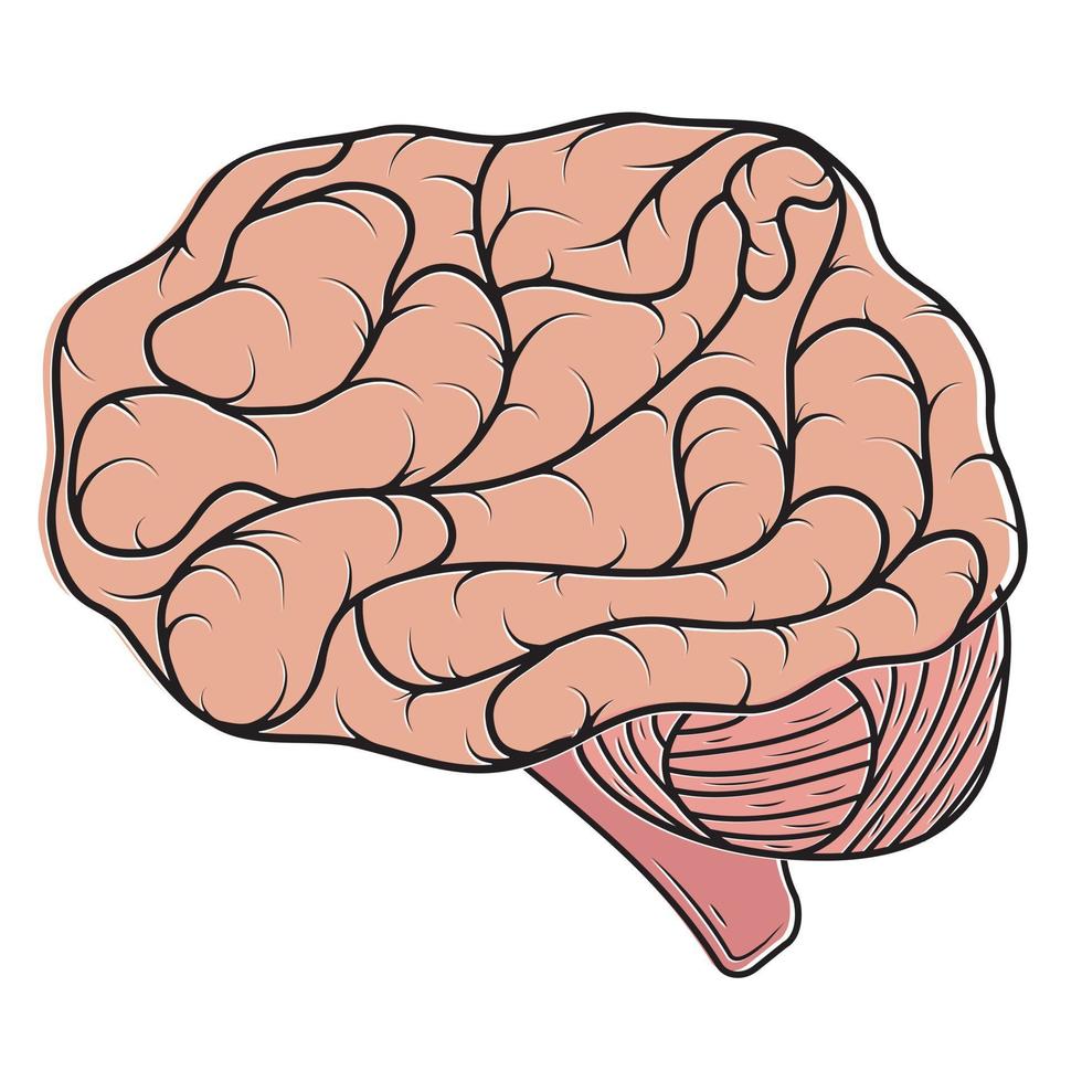 humano cor cérebro isolado vetor ilustração dentro desenho animado estilo