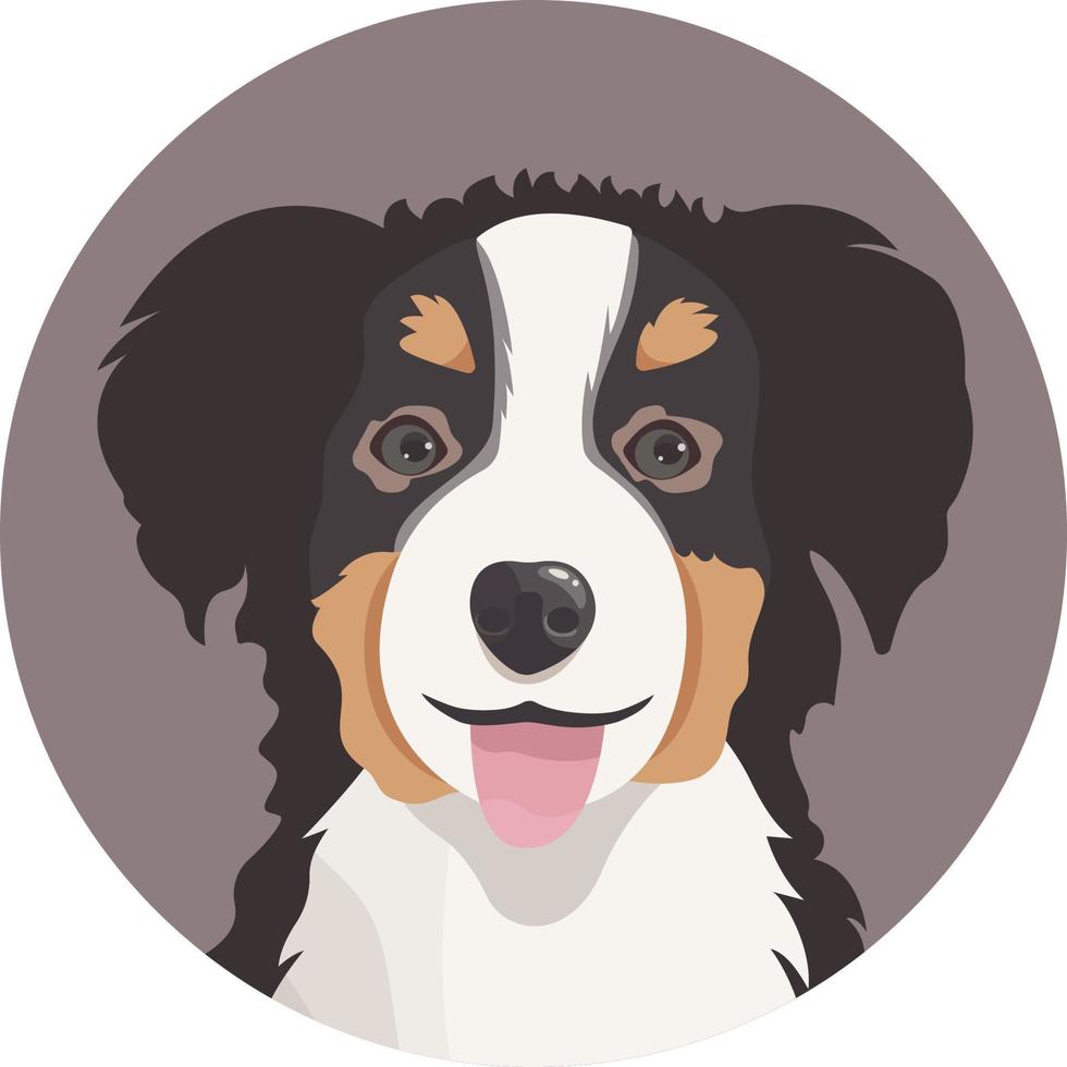 vetor sorridente Bernese montanha cachorro avatar, língua suspensão fora. fofa desenho animado animal. doméstico animal