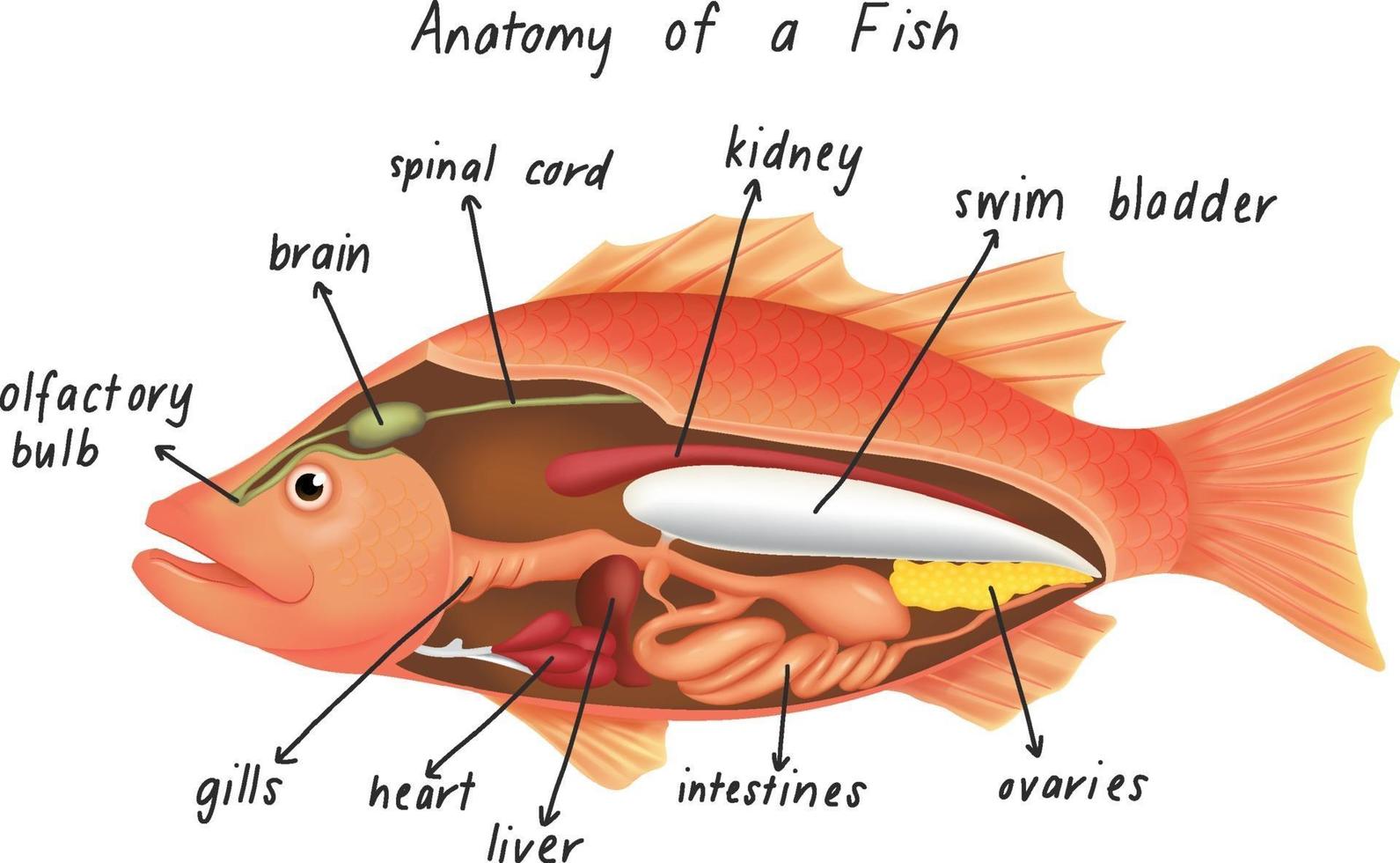 anatomia de um peixe vetor