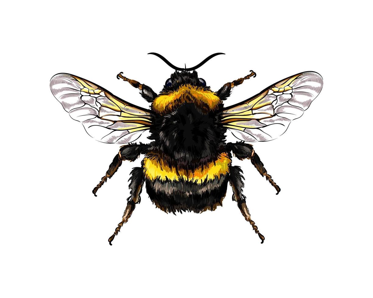 abelha de um toque de aquarela, desenho colorido, realista. ilustração vetorial de tintas vetor