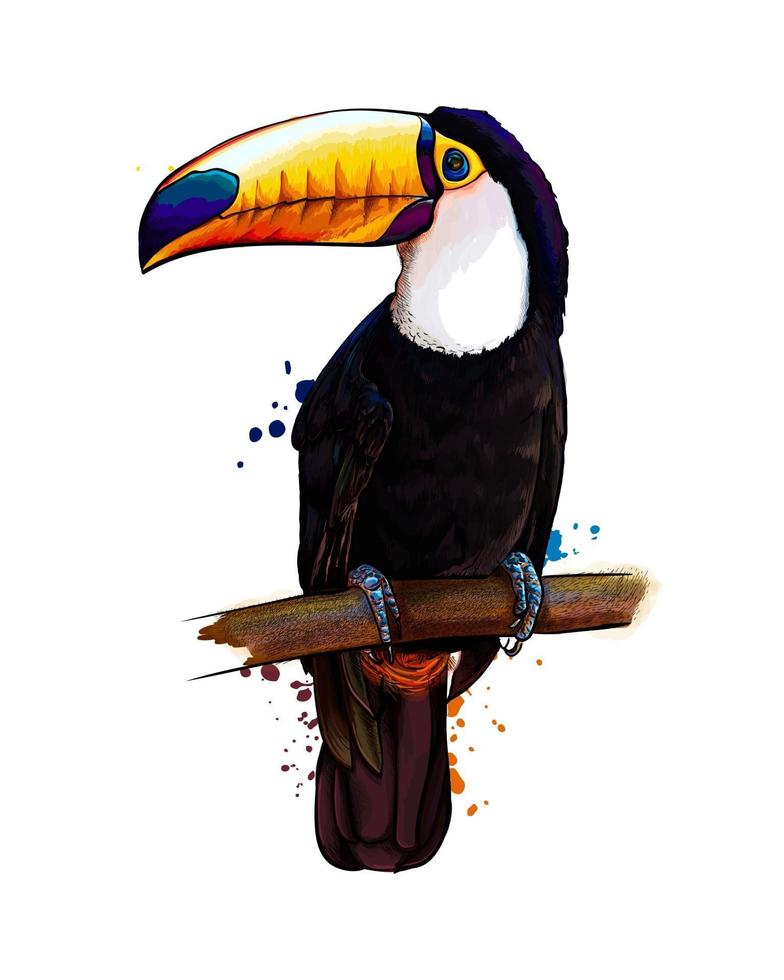 tucano, pássaro tropical de um toque de aquarela, desenho colorido, realista. ilustração vetorial de tintas vetor
