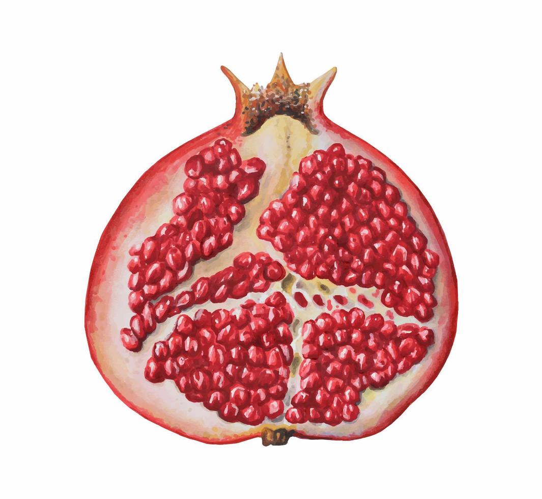 aguarela maduro romã metade cortado, romã sementes. mão desenhado realista saboroso granada vermelho fruta isolado em branco fundo. para desenhador vetor