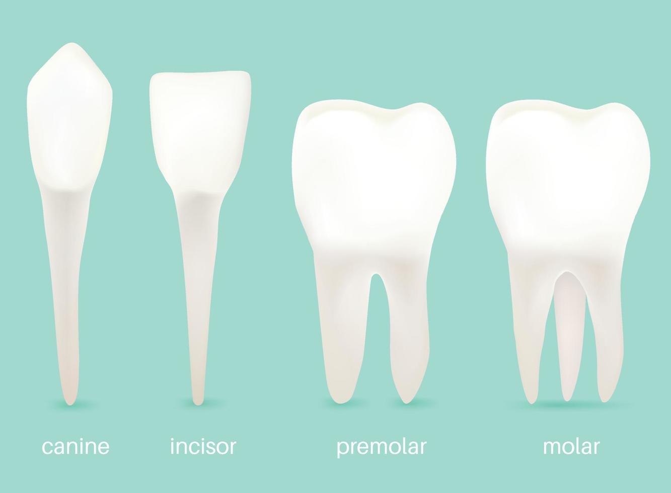 a 4 tipos do dentes. vetor