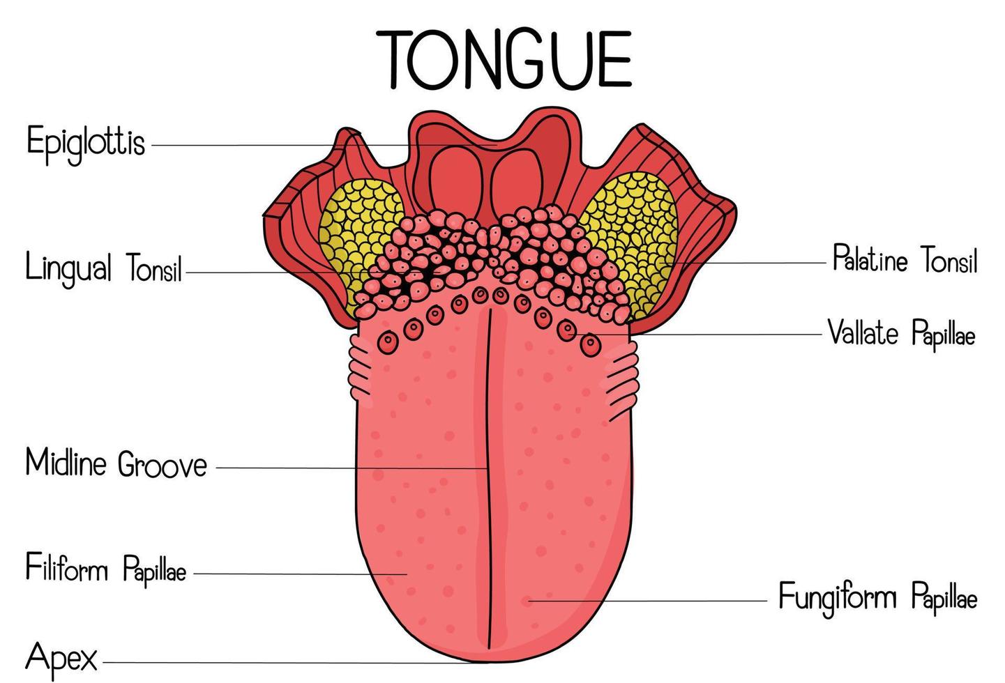 a língua é uma muscular órgão situado dentro a oral cavidade. vetor