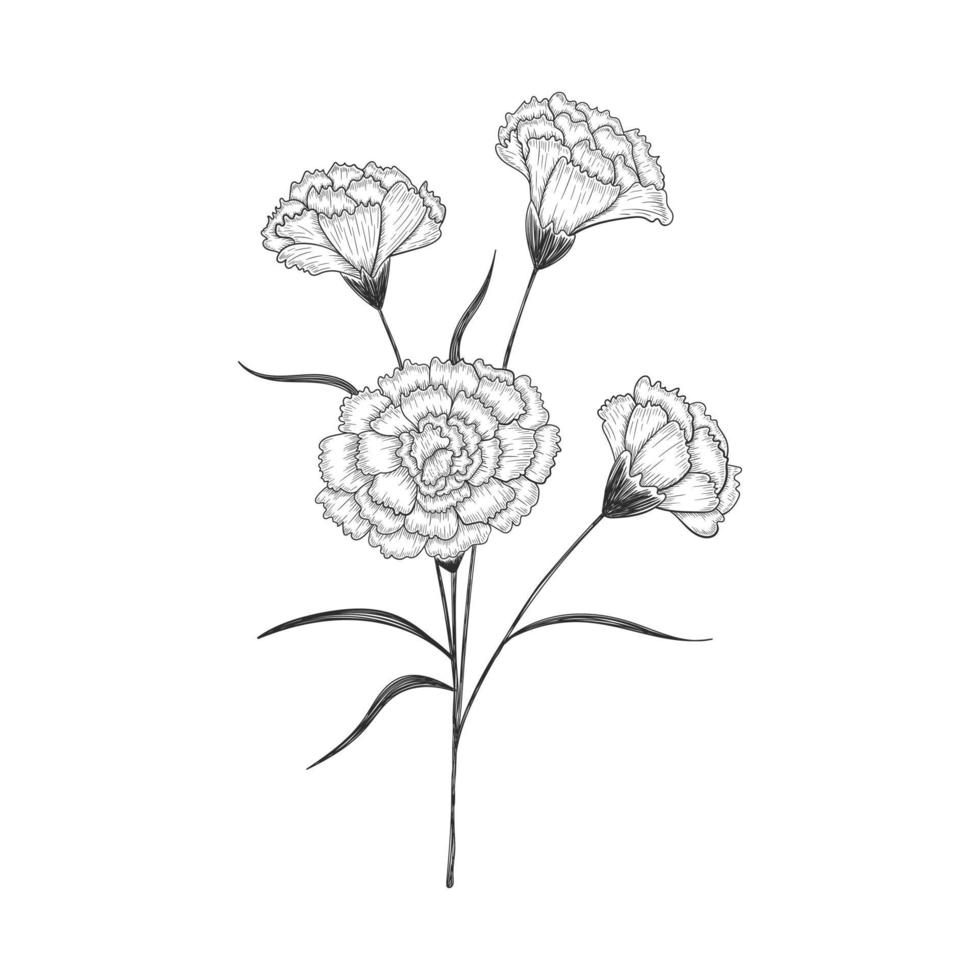 mão desenhada cravo flores e folhas desenho ilustração isolada no fundo branco. vetor