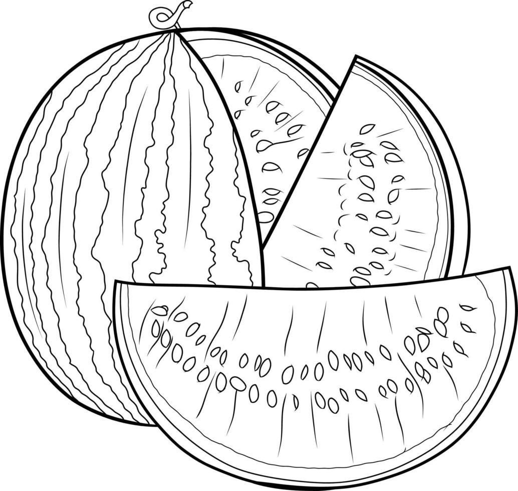 mão desenhado coloração página Melancia peças isolado vetor