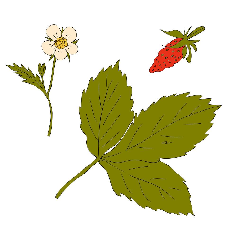 mão desenhado fragaria folha, flor e baga coleção. vetor