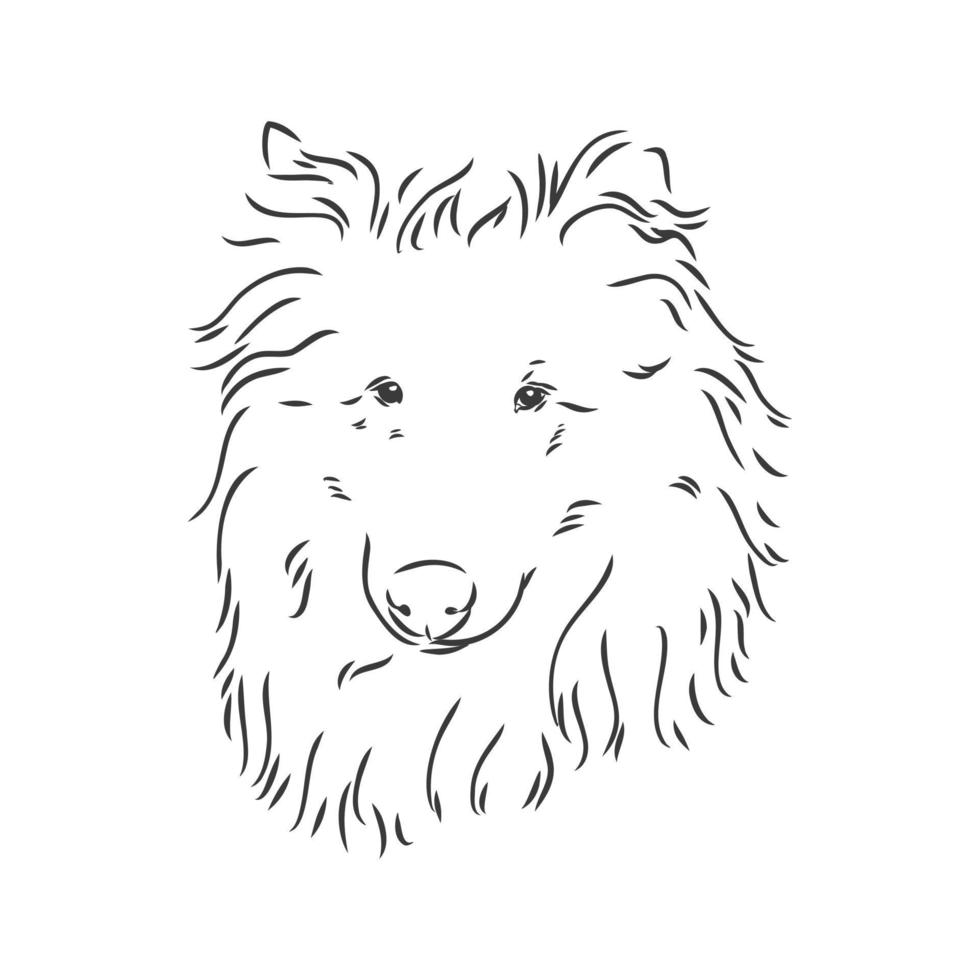 cão collie áspero isolado no fundo branco. ilustração vetorial. ilustração de desenho vetorial collie em fundo branco vetor