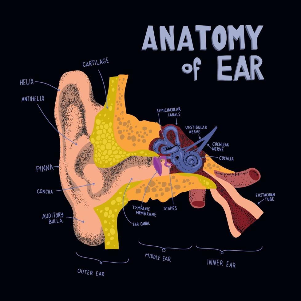 estrutura anatômica do ouvido humano. anatomia do ouvido humano em estilo doodle e desenhado. compopentes de cóclea e orelha vetor