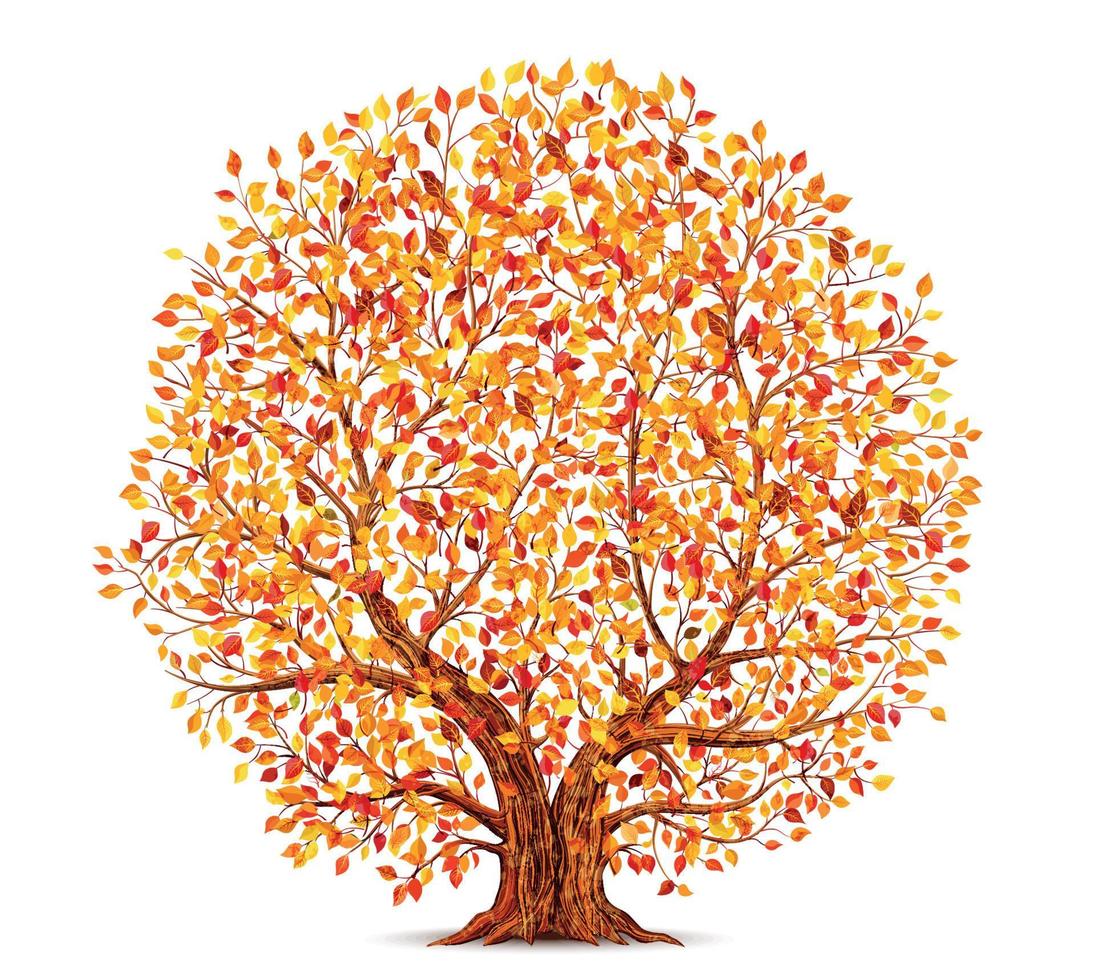 outono árvore com amarelo, laranja e vermelho folhas isolado em branco fundo vetor ilustração