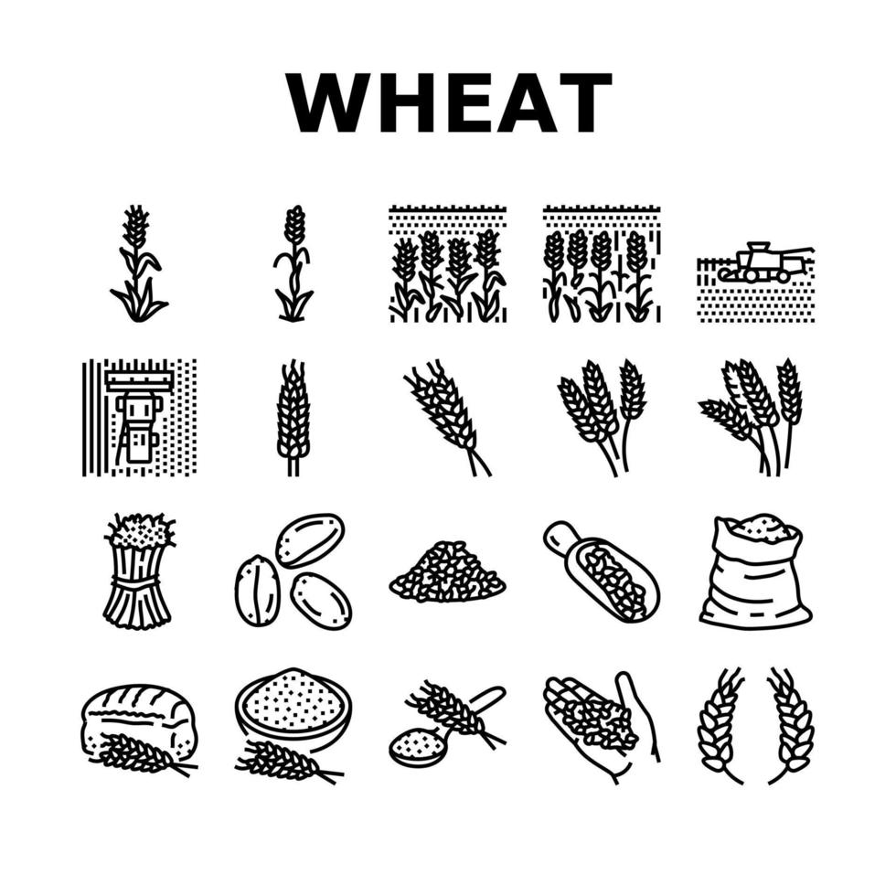 trigo grão pão colheita ícones conjunto vetor