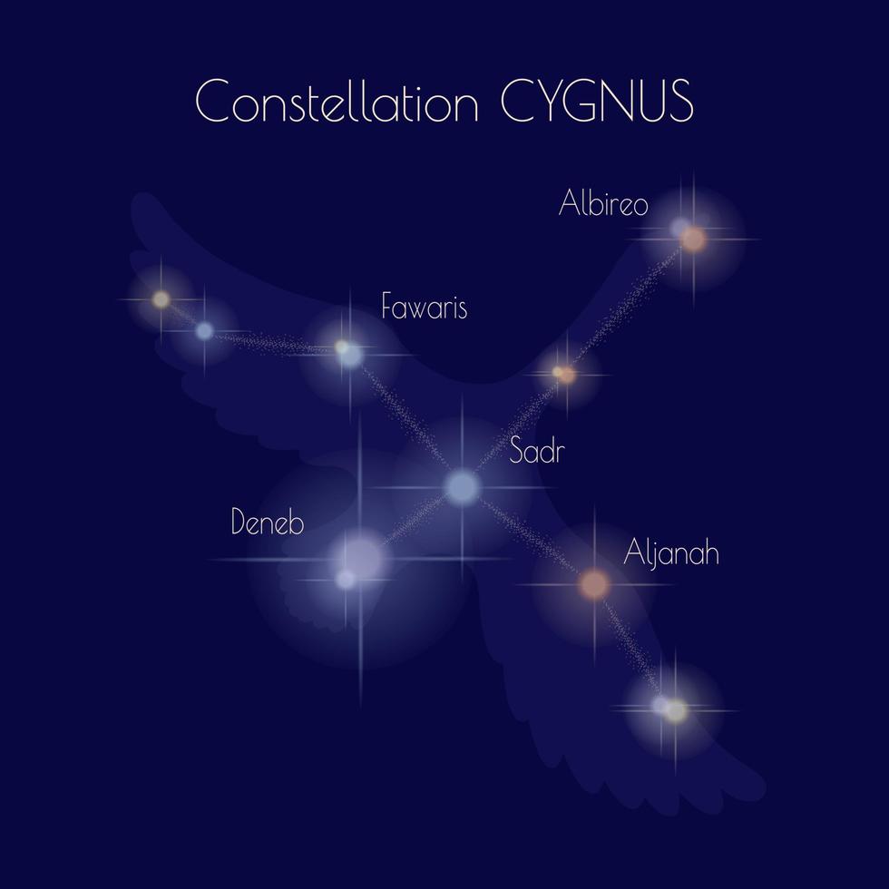 constelação cygnus em a fundo do Sombrio azul céu. estrelas do a norte celestial hemisfério. esboço do a cisne. informativo poster. vetor. vetor