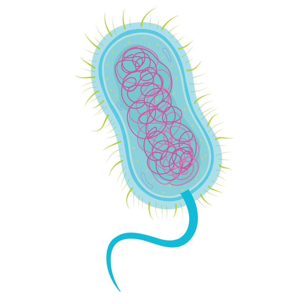 bactérias célula estrutura. vetor