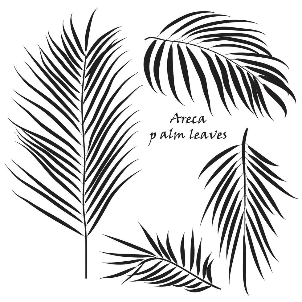 ramo tropical Palma areca folhas. dentro Preto cores, isolado em branco fundo. vetor