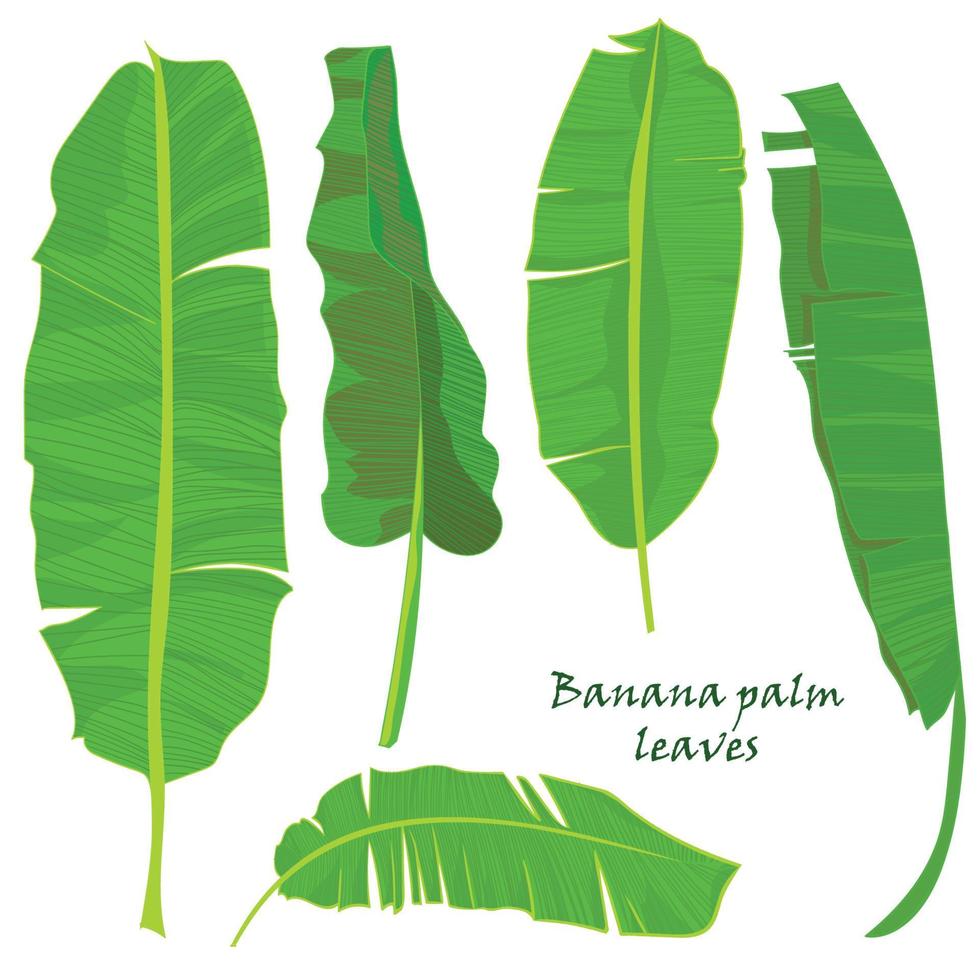 ramo tropical Palma banana folhas. realista desenhando dentro plano cor estilo. isolado em branco fundo. vetor