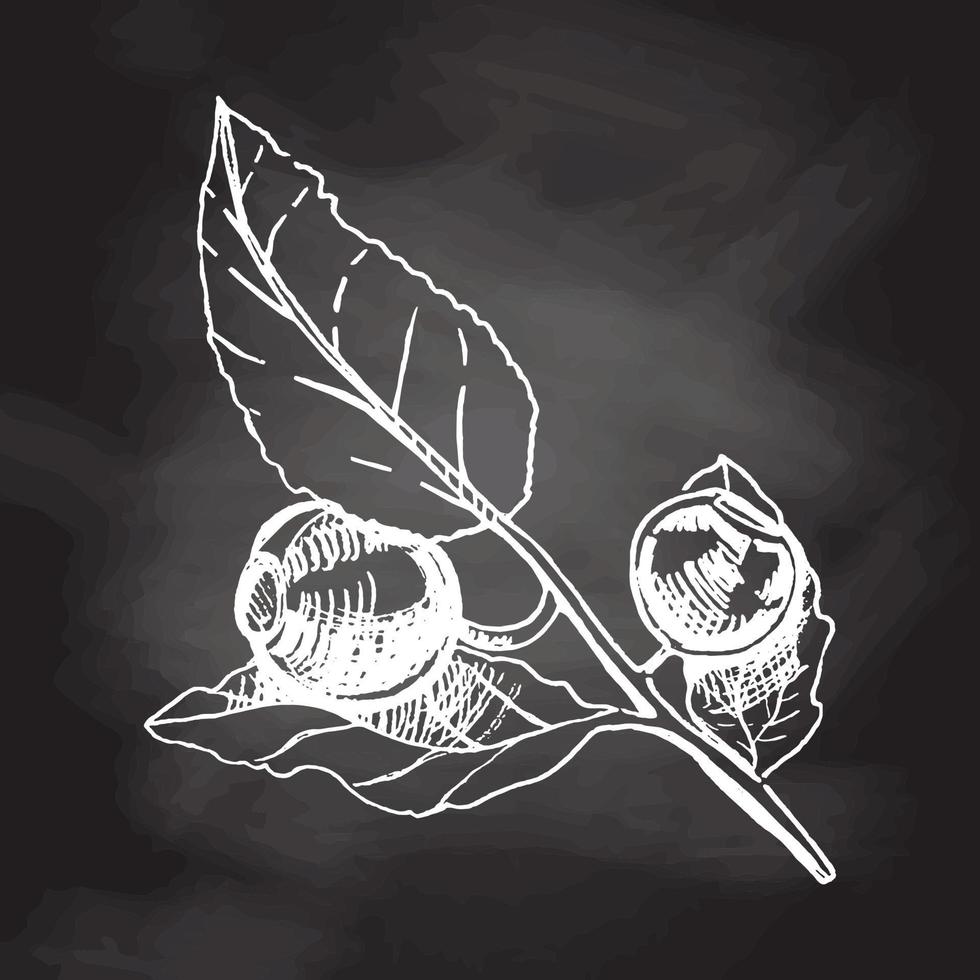 vetor mão desenhado botânico ilustração do mirtilo ramo isolado em quadro-negro fundo. esboço do floresta bagas dentro gravação estilo.vintage ilustração.