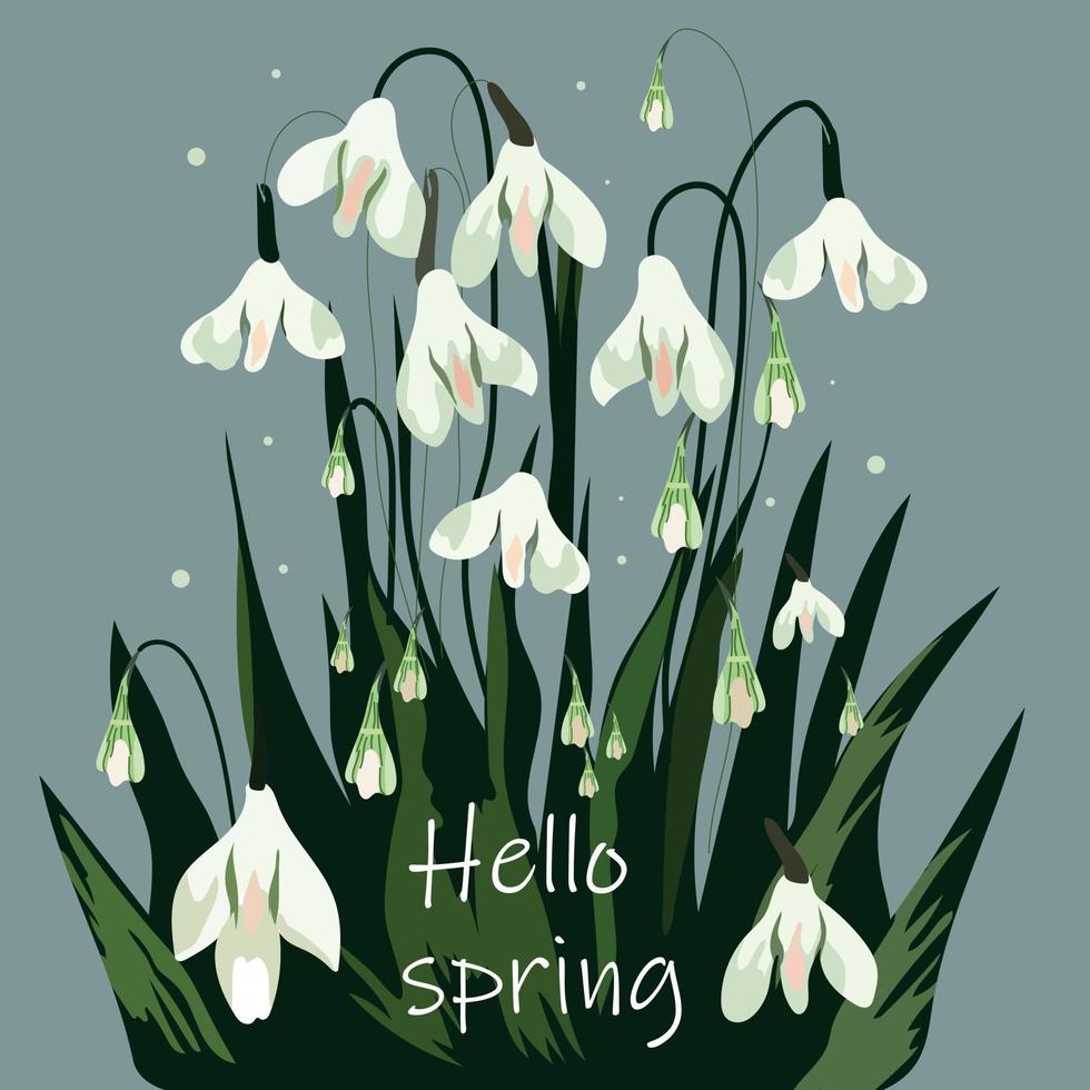 Olá Primavera. flores estão branco snowdrops com folhas. Primavera é chegando. vetor ilustração isolado em cinzento background.snowdrops para decoração e Projeto.
