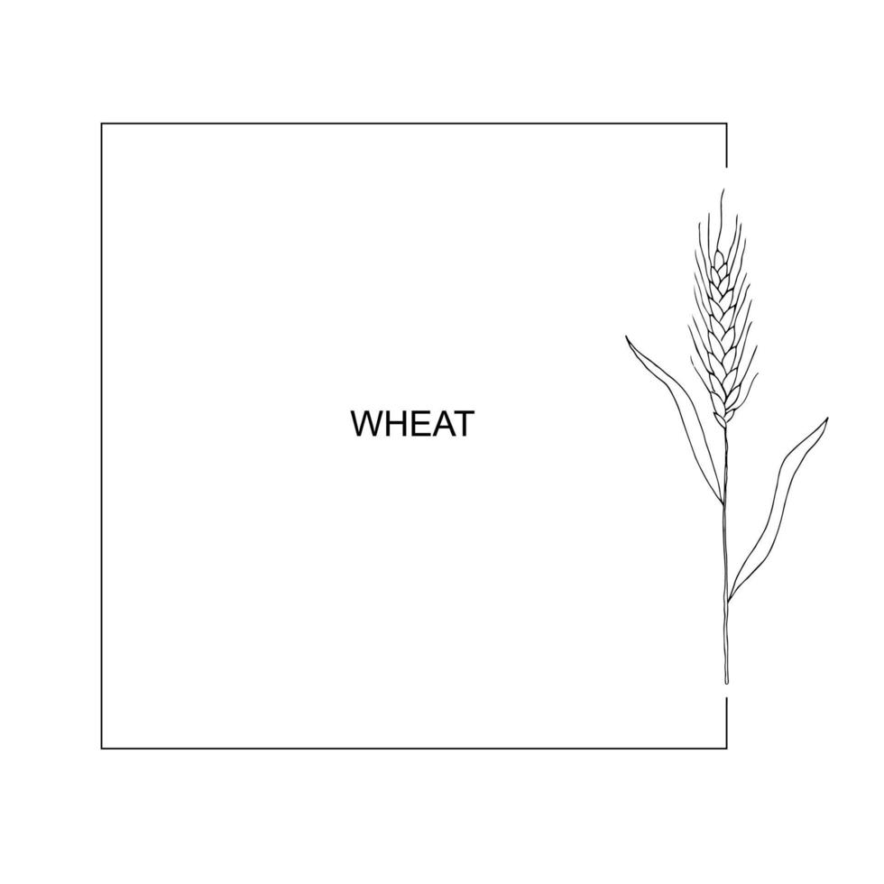 quadro de grinalda de espigas de wheat.a bando de espigas de trigo, grãos integrais secos. colheita de cereais, agricultura, agricultura orgânica, símbolo de comida saudável. espigas de mão de trigo elemento desenhado. fundo isolado vetor