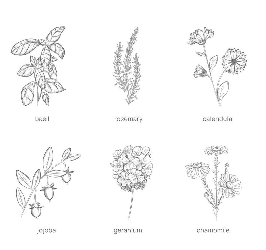 conjunto do plantas para cosmetologia. mão desenhado vetor ilustração