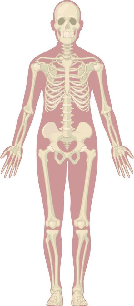 vetor gráfico de diagrama de anatomia de ossos do corpo humano sistema esquelético