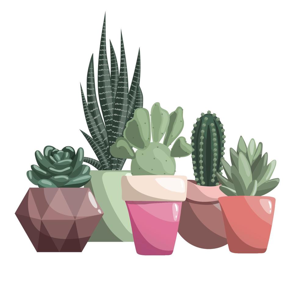 cinco diferente cactos dentro cerâmico potes. suculentos, espinhoso pera, opuntia, haworthia, echeveria, zebra cacto, Sansevieria vetor