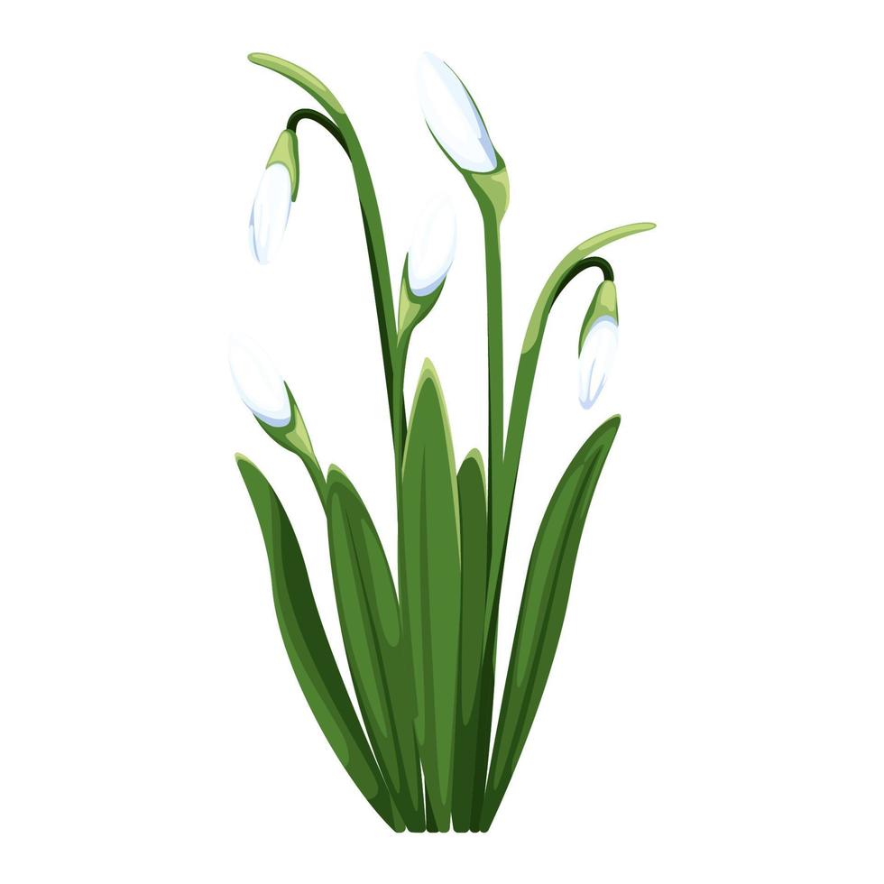 lindo vetor snowdrops. primeiro Primavera flores clipart. delicado floco de neve flores para seu Projeto