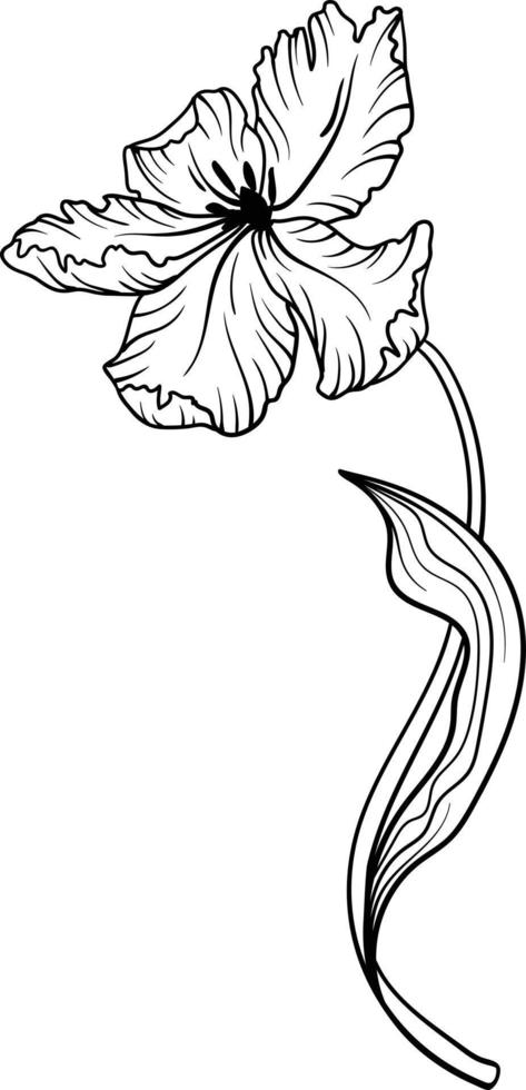 linear tulipa flor. mão desenhado ilustração. isto arte é perfeito para convite cartões, Primavera e verão decoração, cumprimento cartões, cartazes, scrapbooking, imprimir, etc. vetor