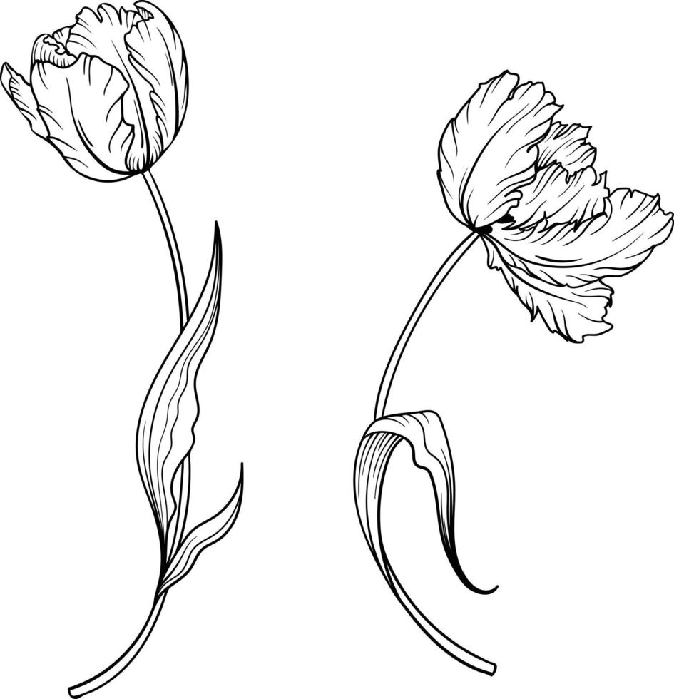 linear tulipa flor. mão desenhado ilustração. isto arte é perfeito para convite cartões, Primavera e verão decoração, cumprimento cartões, cartazes, scrapbooking, imprimir, etc. vetor