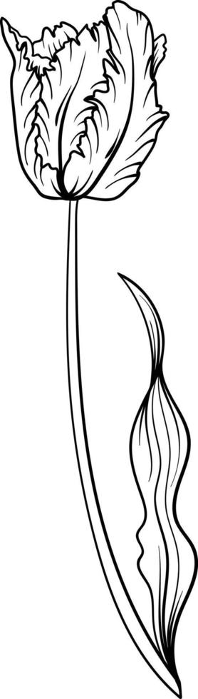 linear tulipa flor. mão desenhado ilustração. isto arte é perfeito para convite cartões, Primavera e verão decoração, cumprimento cartões, cartazes, scrapbooking, imprimir, etc. vetor