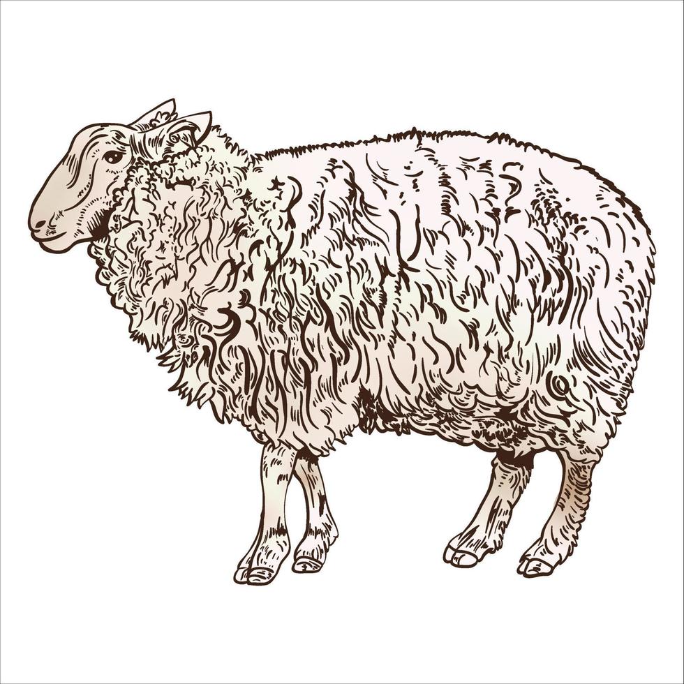 vetor Antiguidade gravação desenhando ilustração do ovelha isolado em branco fundo
