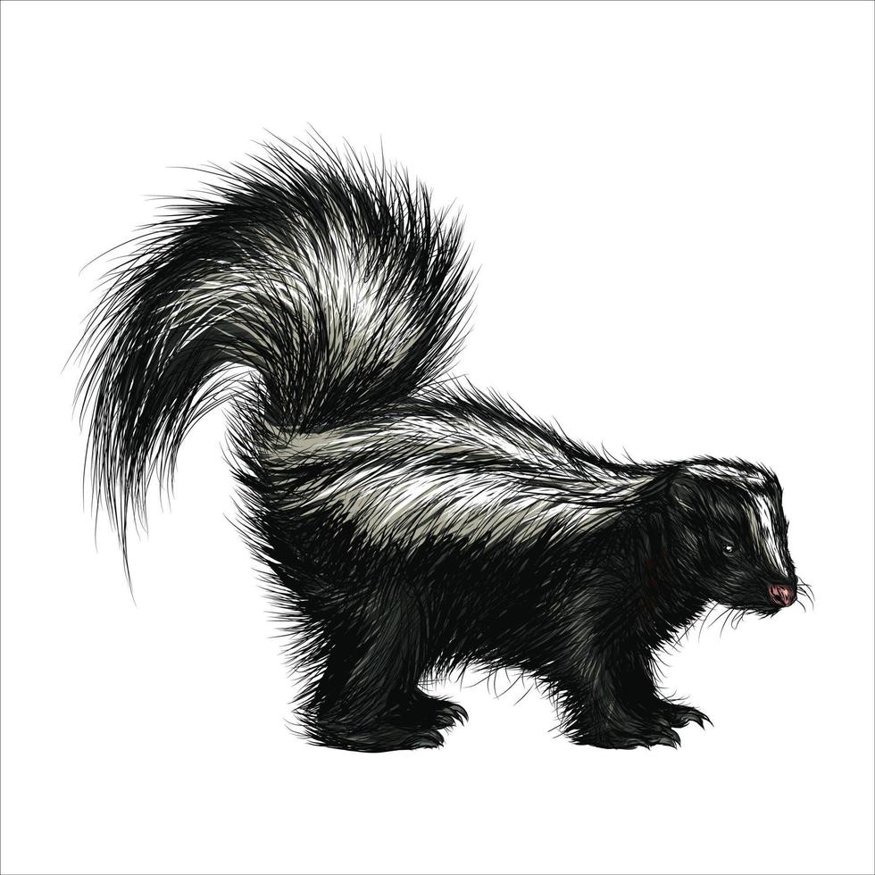 uma Skunk dentro branco fundo. animais selvagens arte ilustração. vetor