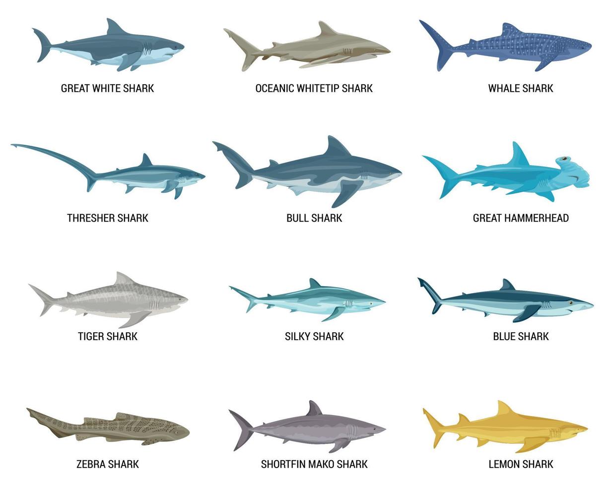 plano tubarões ícone conjunto vetor