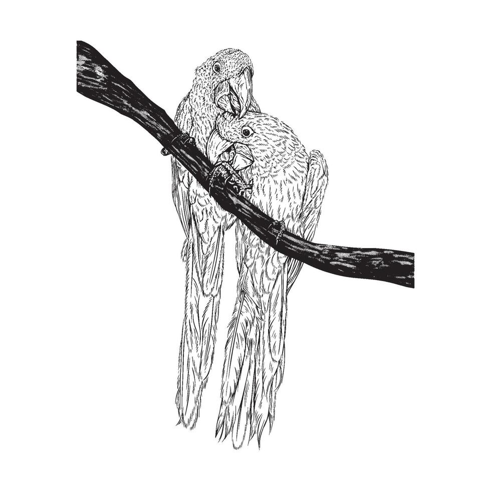ilustração do dois jacinto araras esboço desenhando grunge vetor esboço animal