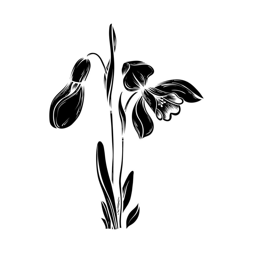 primeiro Primavera flores snowdrops vetor silhueta ilustração