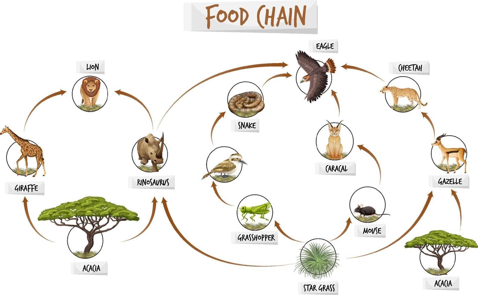 diagrama mostrando a cadeia alimentar vetor