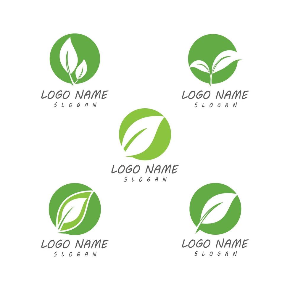 modelos de logotipo da natureza da folha vetor