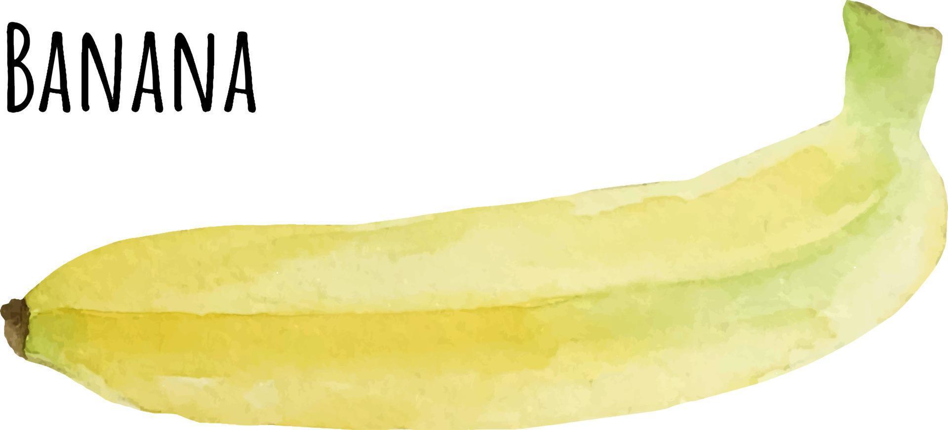 ilustração em aquarela de banana amarela. fruta crua fresca. ilustração de amante de banana vetor