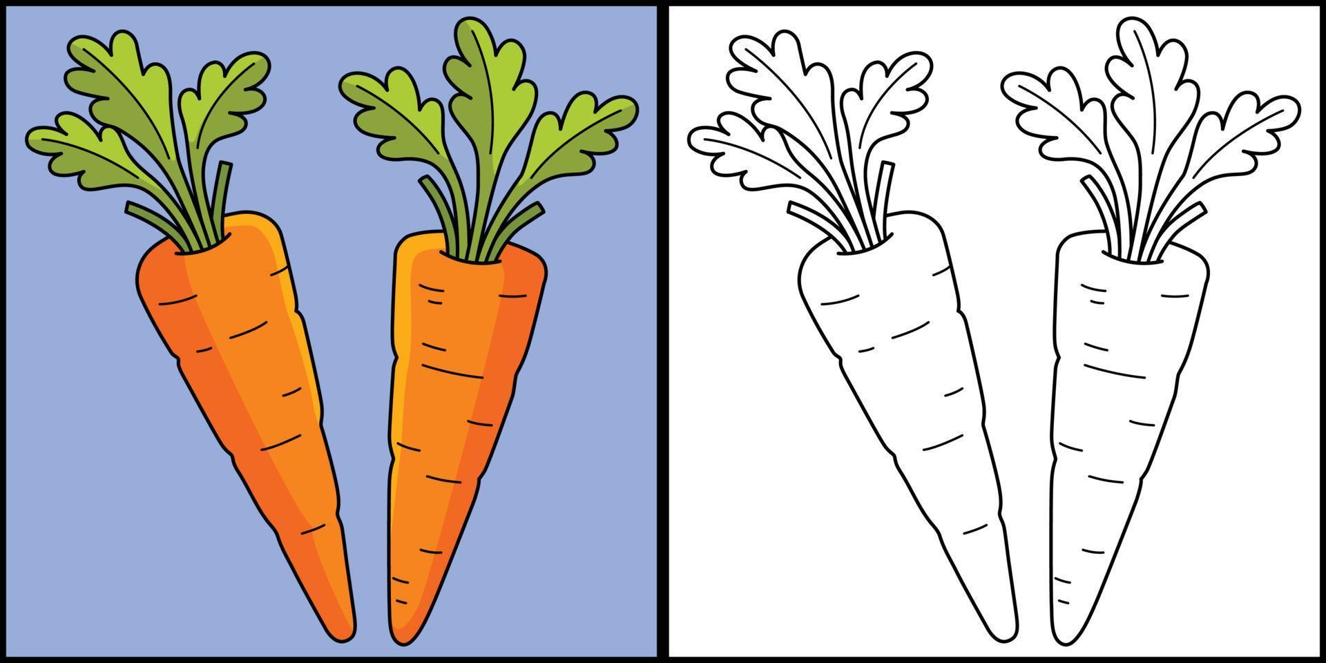 cenouras vegetal coloração página ilustração vetor