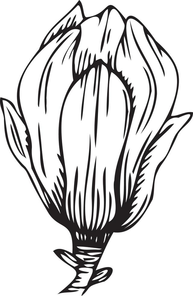 linear magnólia flor. mão desenhado ilustração. vetor