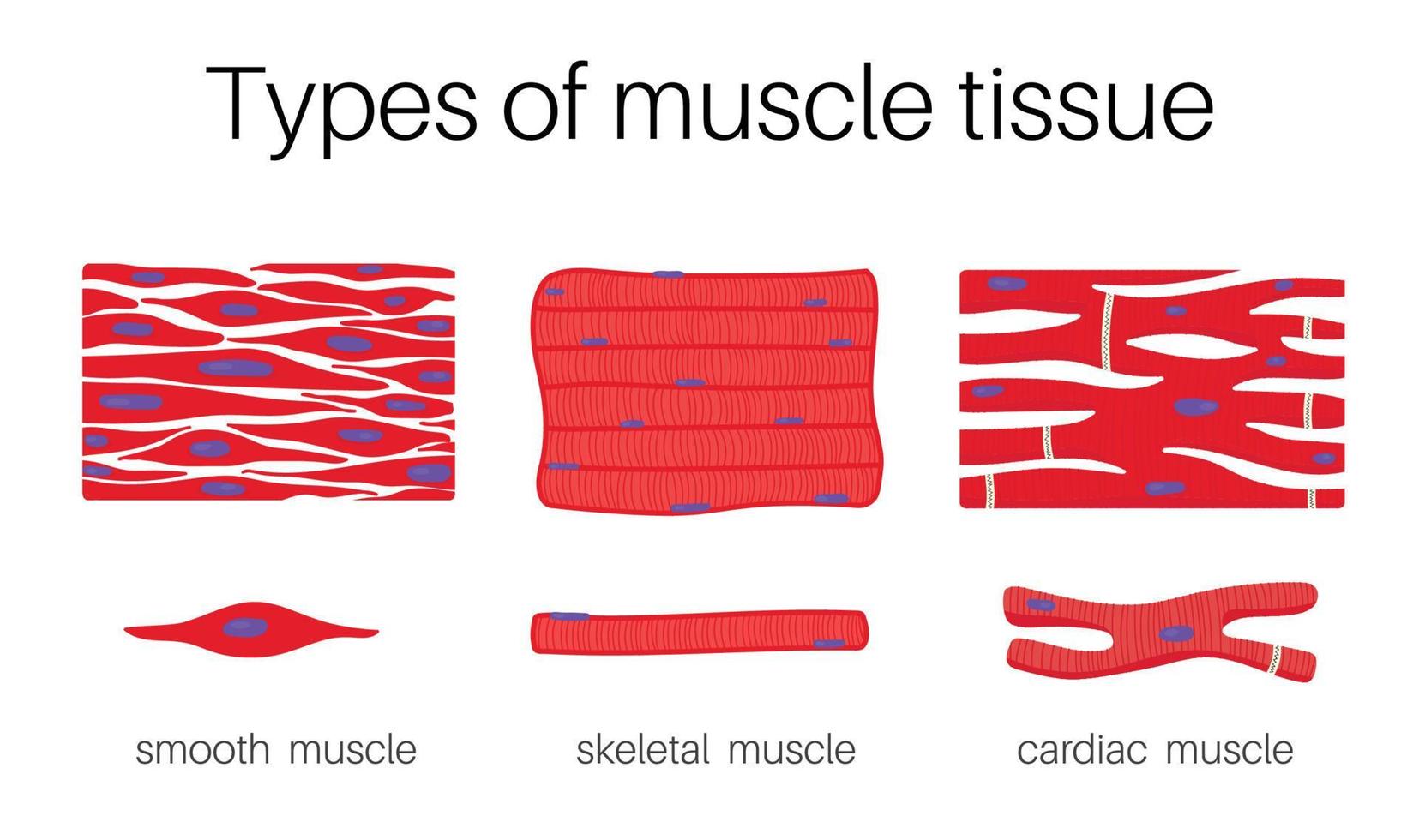 tipos do músculo tecido. vetor