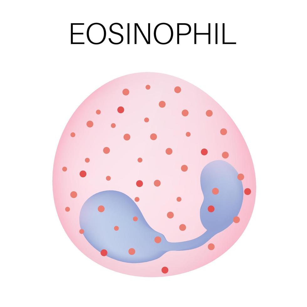 tipo do branco sangue célula - eosinófilo. vetor